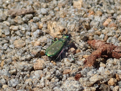Cicindela depressula depressula