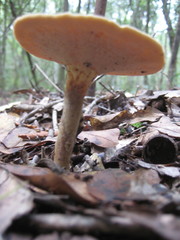 Microporellus dealbatus