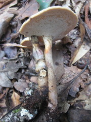 Microporellus dealbatus