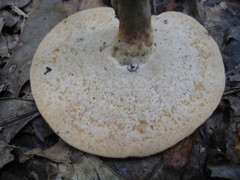 Microporellus dealbatus