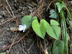 Viola shinchikuensis