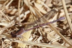 Argia pallens