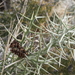 Holacantha stewartii - Photo (c) Matt Reala, algunos derechos reservados (CC BY-NC), uploaded by Matt Reala