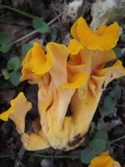 Craterellus odoratus