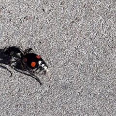 Traumatomutilla grossa