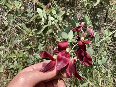 Lathyrus splendens