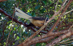 Rhipidura fuliginosa penita