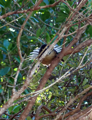 Rhipidura fuliginosa penita