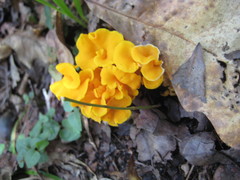 Craterellus odoratus