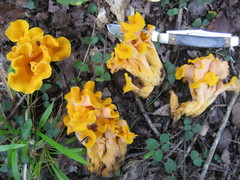 Craterellus odoratus
