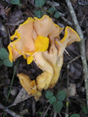 Craterellus odoratus