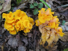 Craterellus odoratus