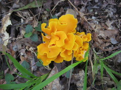 Craterellus odoratus