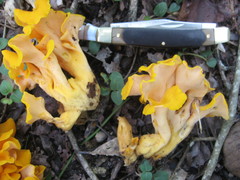 Craterellus odoratus