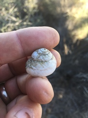 Helminthoglypta tudiculata