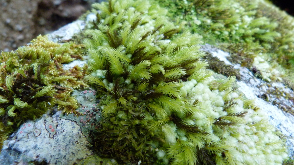 Hymenodontopsis mnioides