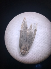 Gelechioidea