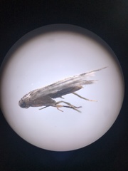 Gelechioidea