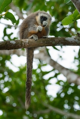 Plecturocebus vieirai