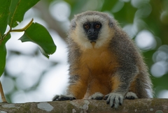 Plecturocebus vieirai