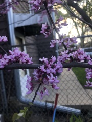 Cercis