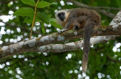 Plecturocebus vieirai