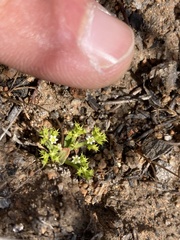 Chorizanthe procumbens
