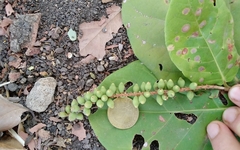 Coccoloba caracasana
