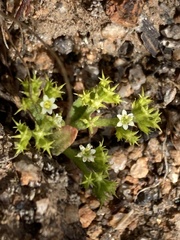 Chorizanthe procumbens