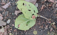 Coccoloba caracasana