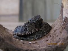 Bothrops neuwiedi