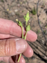Silene multinervia