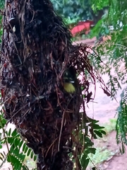 Todirostrum cinereum