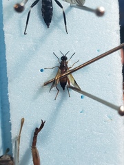 Benhamyia apicalis