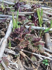 Urtica platyphylla