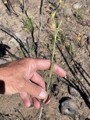 Silene multinervia