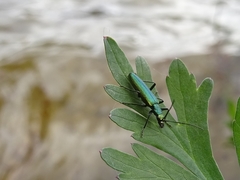 Chrysanthia reitteri