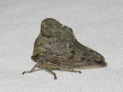 Heliria cornutula