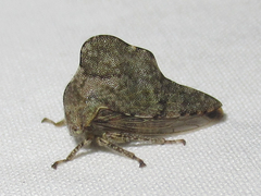 Heliria cornutula