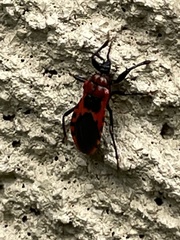 Haematoloecha nigrorufa