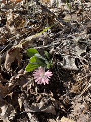 Silene hookeri