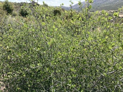 Cercocarpus betuloides betuloides