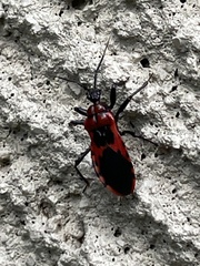 Haematoloecha nigrorufa