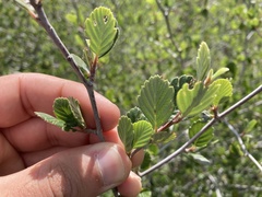 Cercocarpus betuloides betuloides
