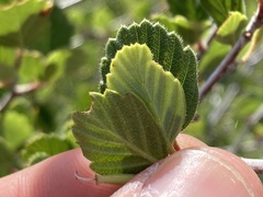 Cercocarpus betuloides betuloides