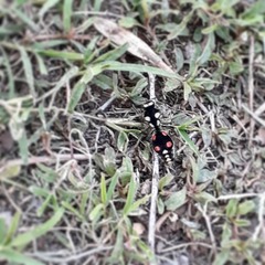 Traumatomutilla grossa