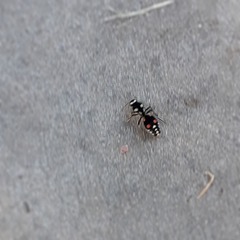 Traumatomutilla grossa