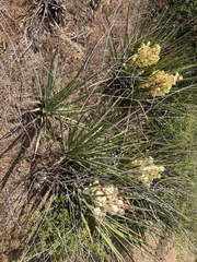 Yucca schidigera