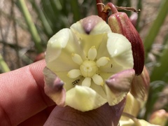 Yucca schidigera