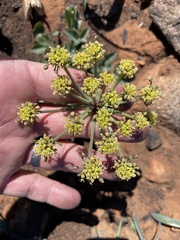 Lomatium lucidum